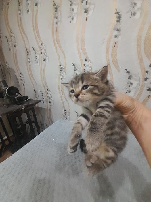 Продам Британских котят