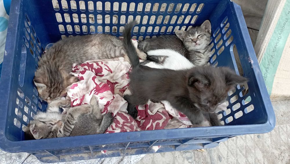 Котята в добрые руки