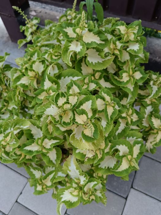 Рассада цветов герани колеусы