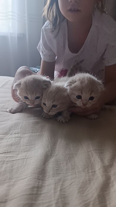 Породистые котята
