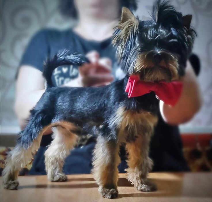 Кобель йорк мини для вязки