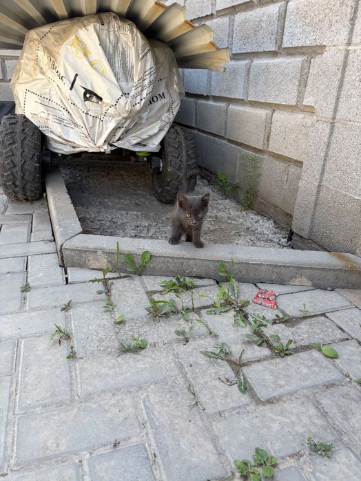 Котенок бесплатный