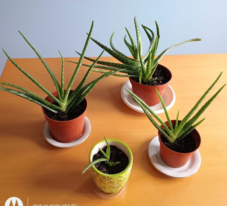 Лечебно алое вера, 2 вида, над 3 - годишни, отлично гледани растения