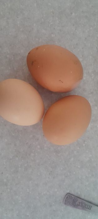 Яйцо Яйцо Яйцо куриное