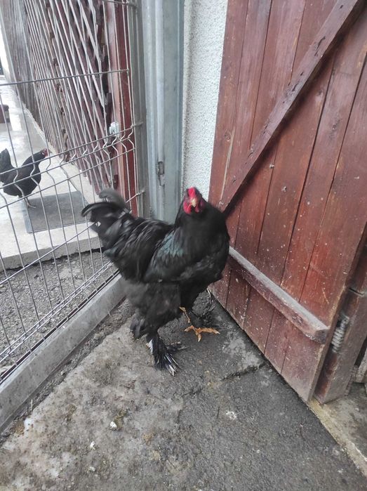 Cocosi  Brahma de vânzare