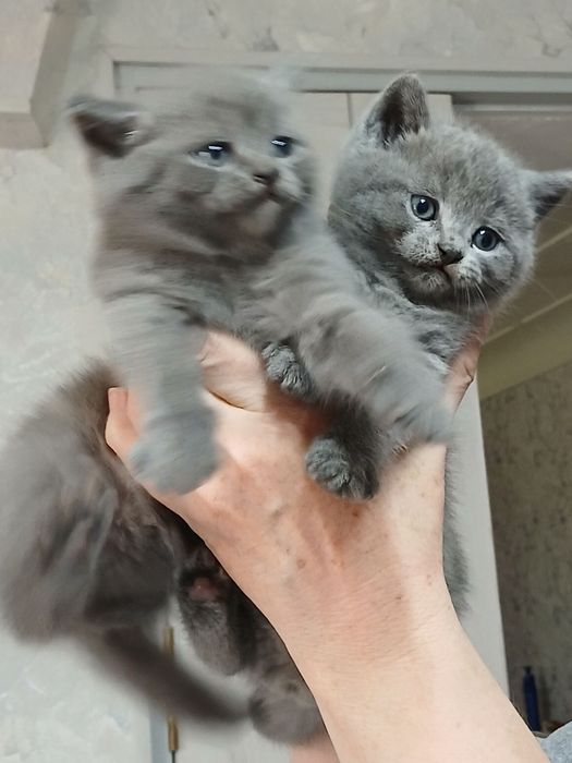 Продаются  породистые   котята голубые шиншилы Скотиш фолд и страйт.
