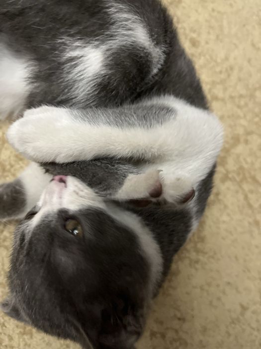 Кошка домашний шатланский