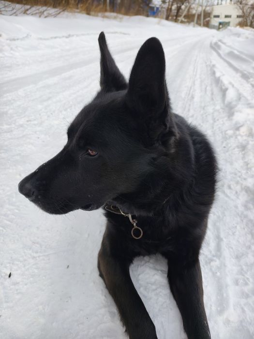 Кабель немецкой овчарки.