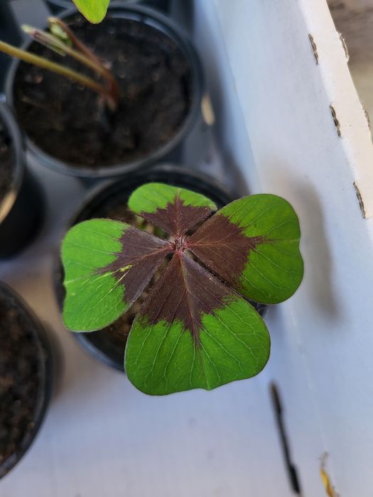 Четирилистна стайна детелина - 5лв.