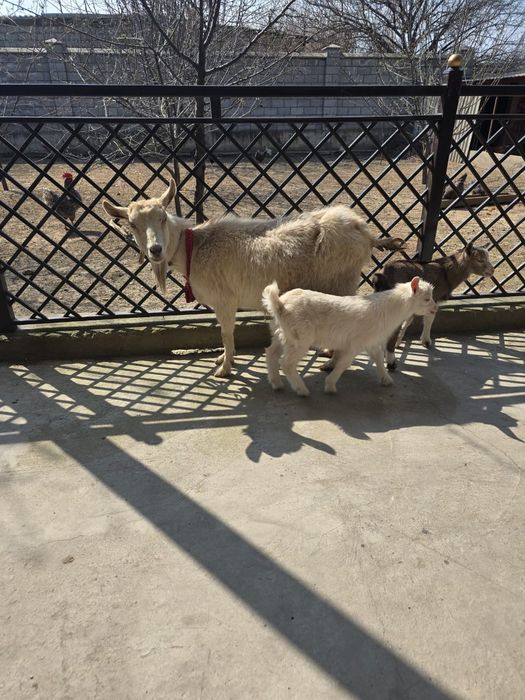 Ешкы сатылады заненский ешкы