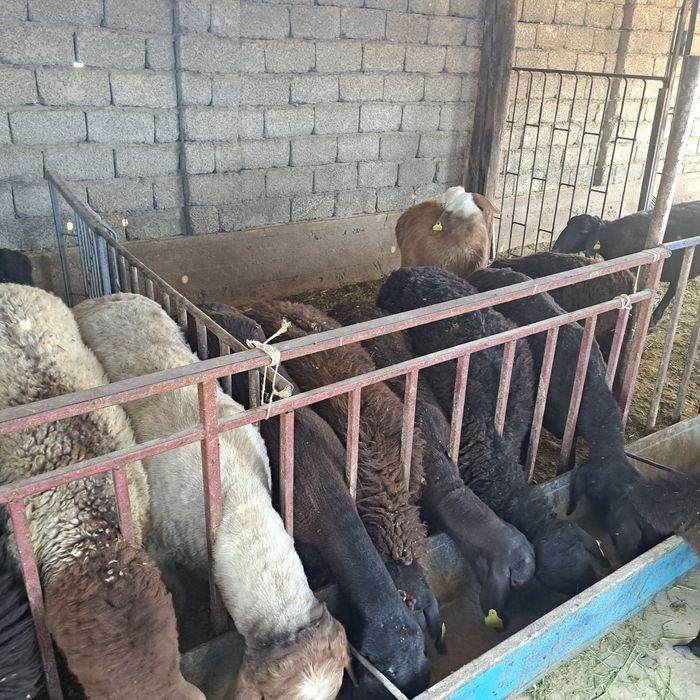 Семиз кошкар койлар