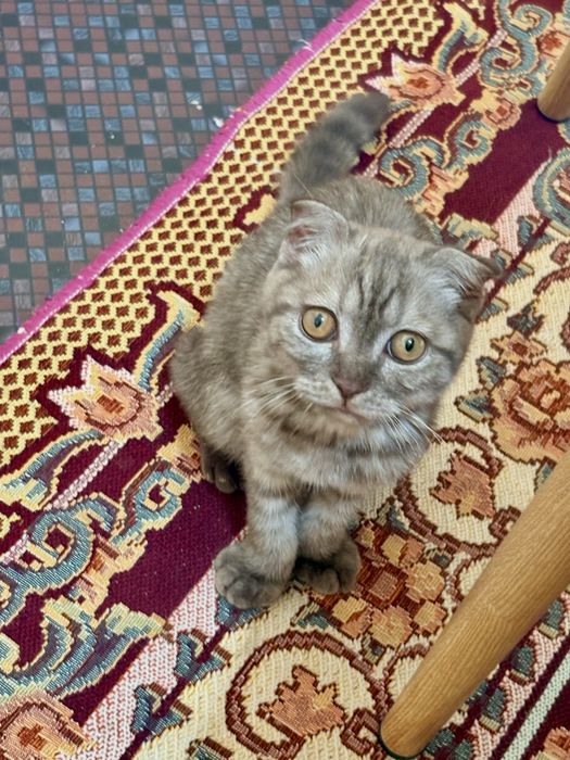 Шотландская вислоухая кошка