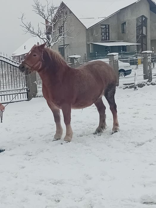 Iapa cu manza de vânzare