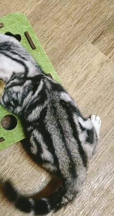 Котята чистокровные шотландские