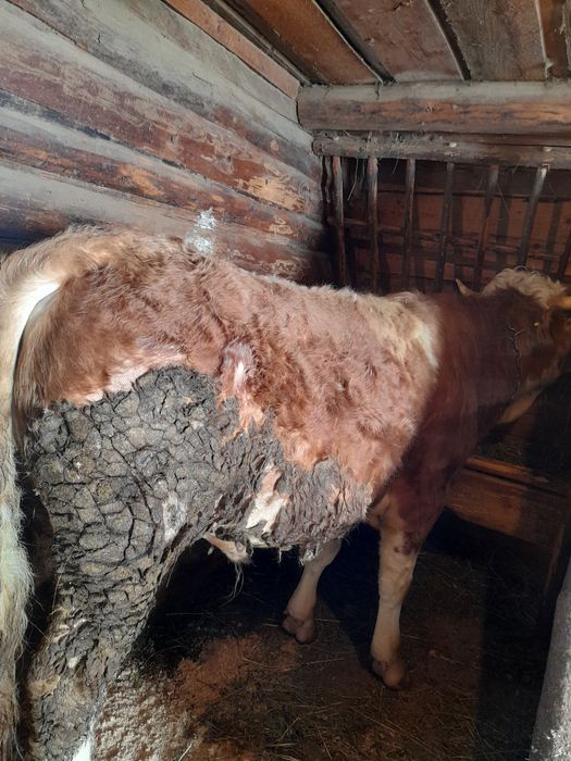 Vând taur de monta de 18 luni