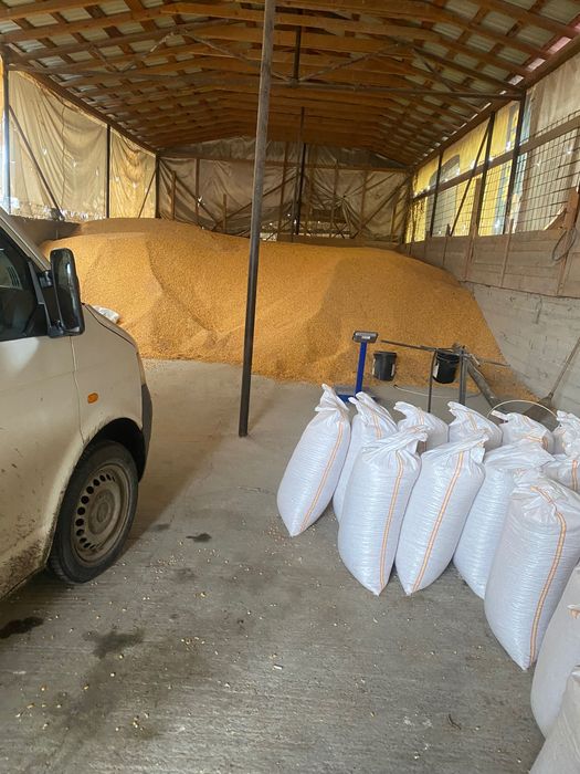 Vând grâu și porumb 0,90 lei kg