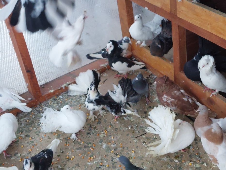 Porumbei voiajori și  de ornament