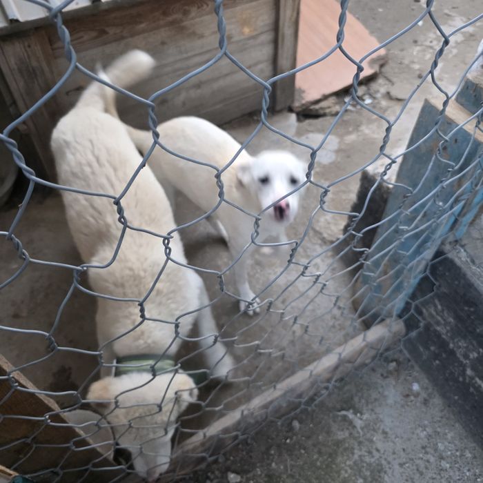 Щенок ,девочка.  4 месяца, с прививками