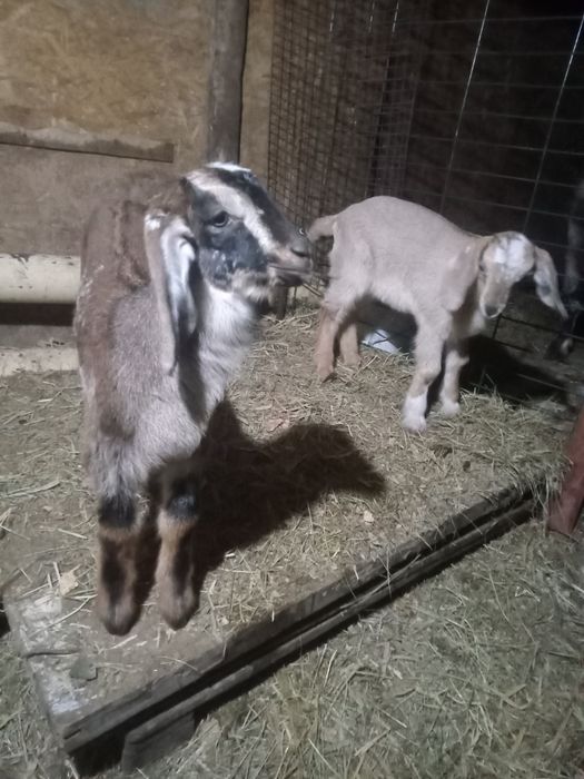 Козлята альпонубийские.