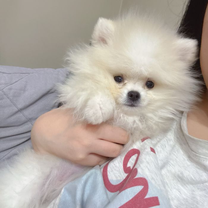 Четырехмесячный щенок