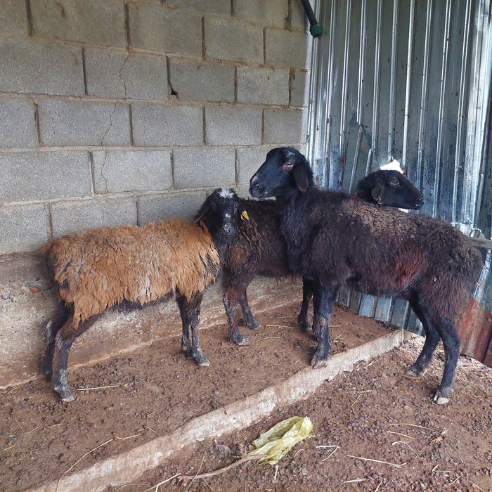 Қой, тоқты  Арық байлағанға Самал-2