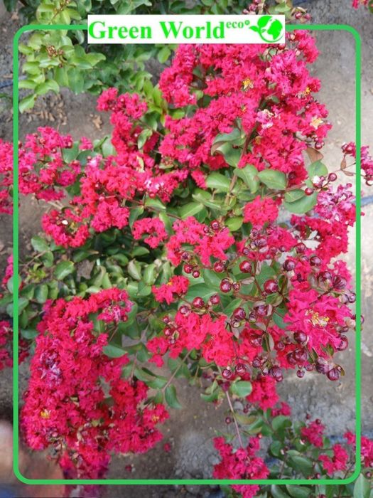 Siren Indiyski DINAMIT