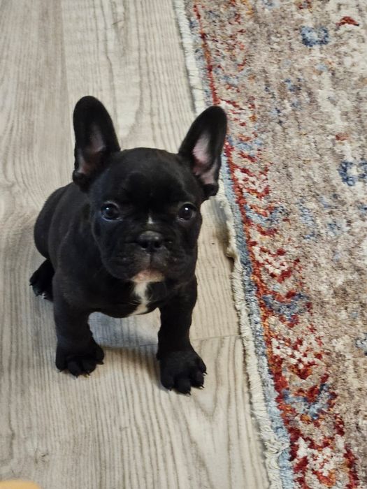 Французский бульдог