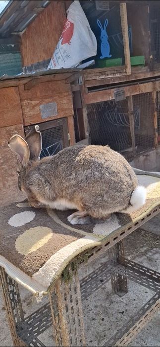 Femelă uriaș german linie foarte bună