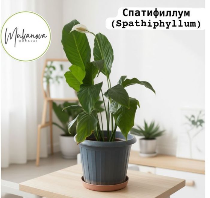 Спатифиллум (Spathiphyllum)