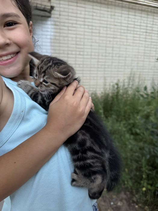 Котята ищут любящий дом