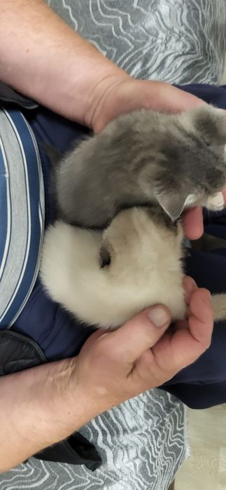 Отдам котят в надежные руки!