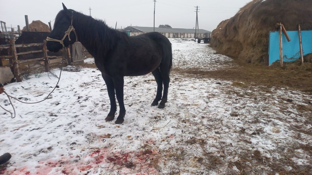 Айғыр. Жеребец. Айғыр