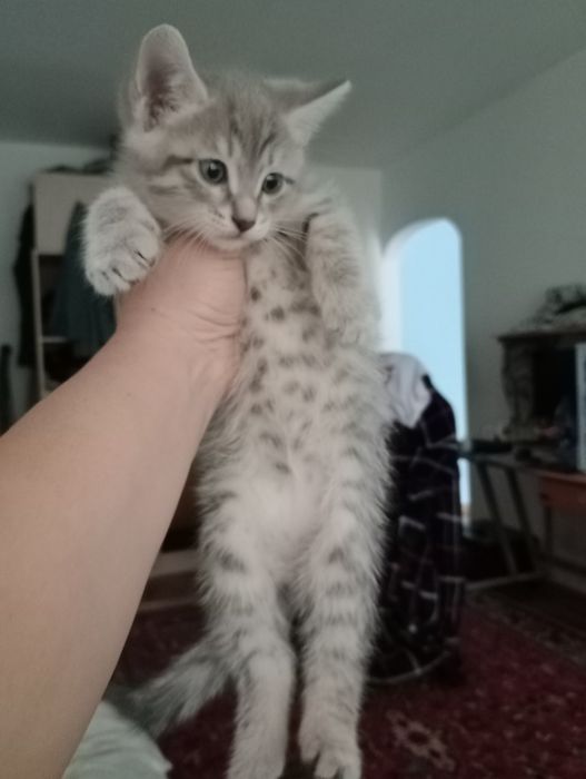 Котята продам...