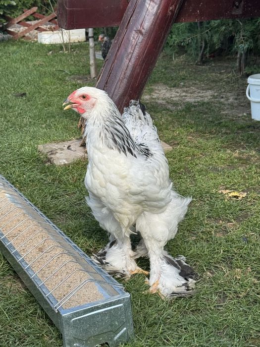 Cocoși brahma Culoare Columbia si Herminat deschis