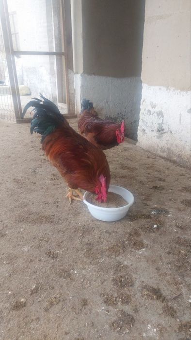 Хан хяп ху́розлари сотилади...