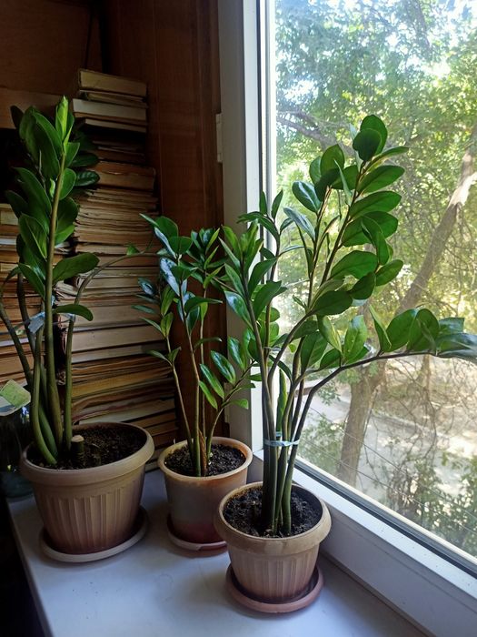 Долларовое дерево в ассортименте