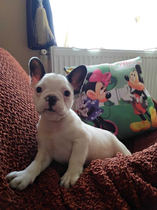 Bulldog francez mascul