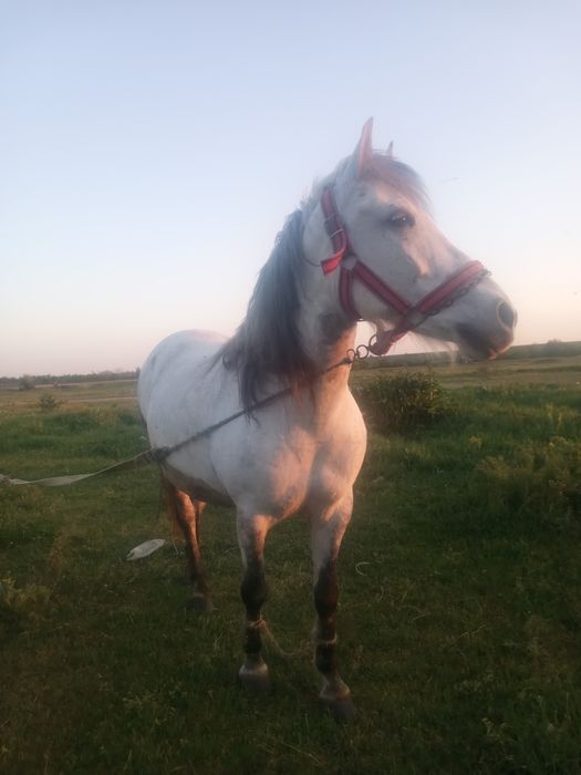 Vînd iapa are 8 ani