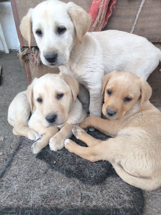 Лабрадор ретривър