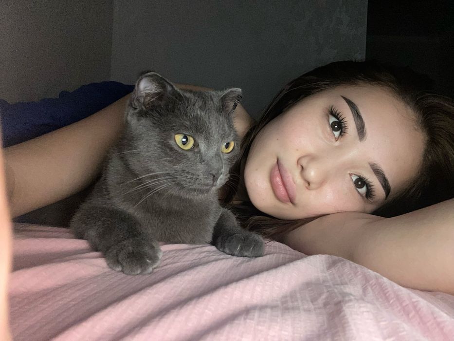 Шотландская кошка