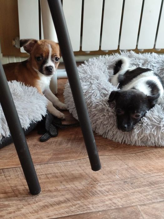 Отдам щенков в хорошие и добрые руки мальчик и 2 девочки