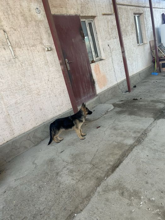 Авчарка кушык сатылады