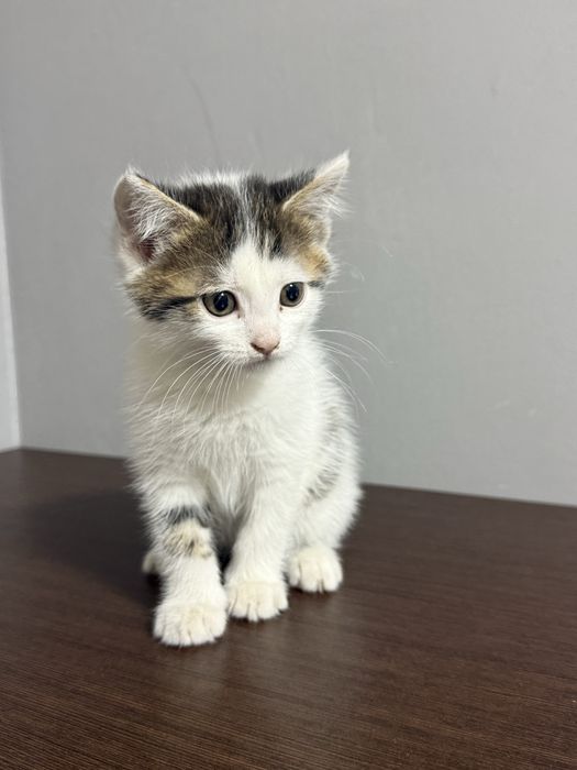 Отдам котенка бесплатно мальчик