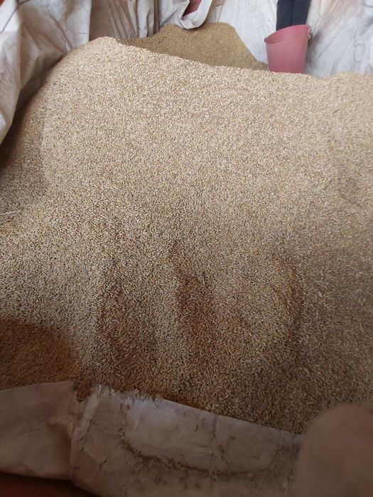 Vand ovaz si triticale recolta 2025