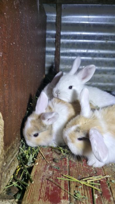 Куён Куёнчалар Баран