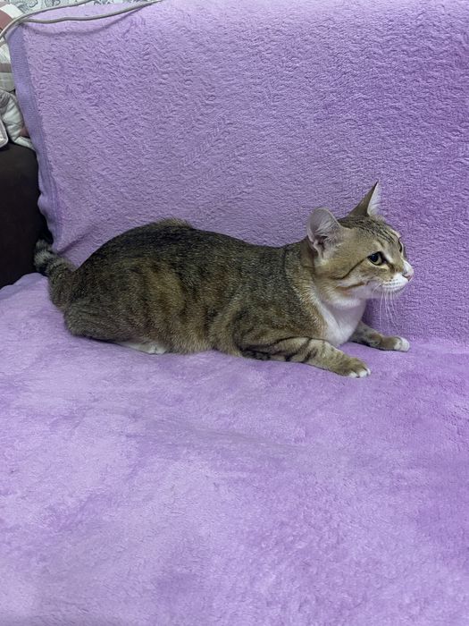 Дарим кота в хорошие руки.