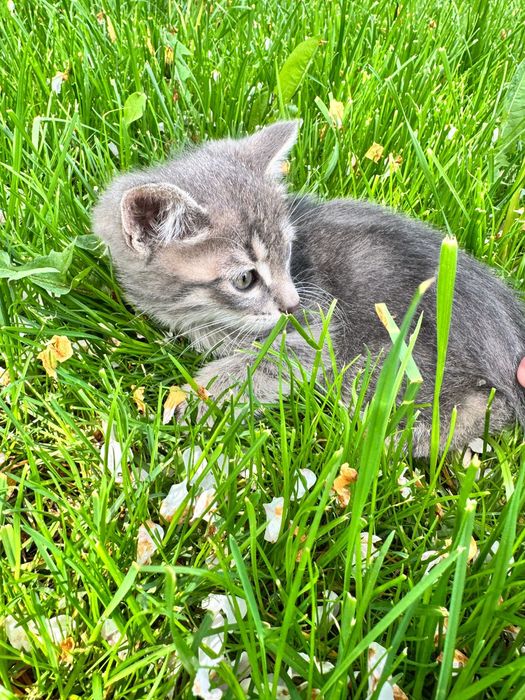 Котик 2,5 месяца