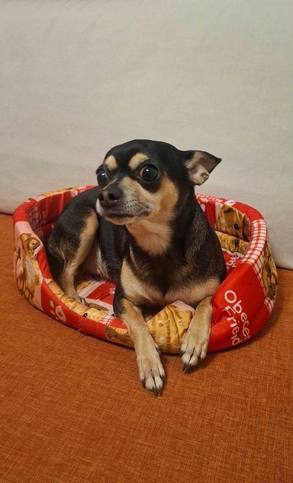 Къщички  и легла за кучета , котки и птици