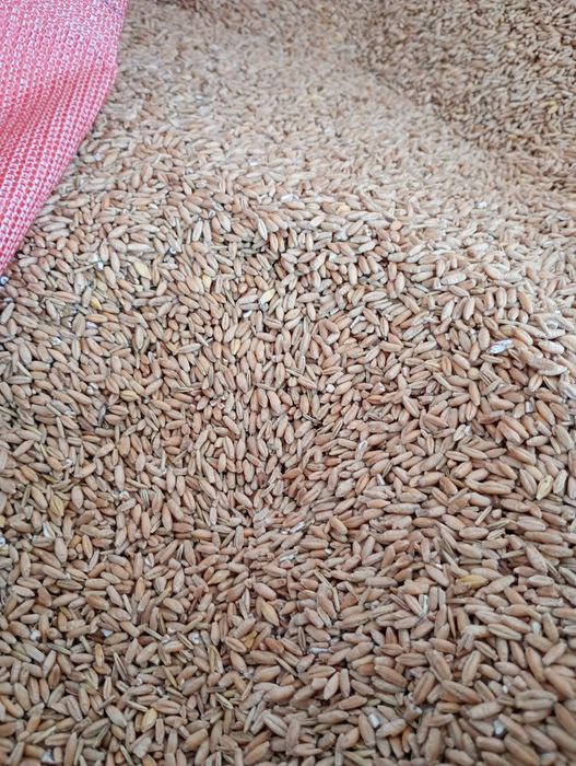Triticale grâu furajer 2026