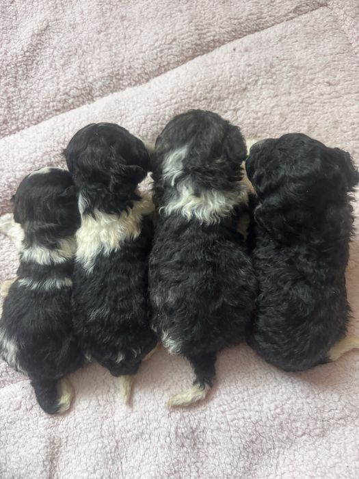 Щенки тойпуделя окрас арлекин